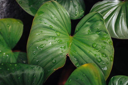 Taro.Giant Taro,Alocasia Indica Green bushes, biennial plants, water weeds that occur in wet...