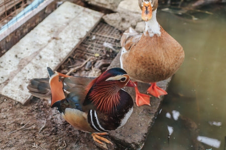 Duck feed on the surface of the water. Wild ducks are reflected in the lake. Multi-colored feathers...