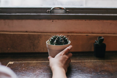 Hand holding cactus pot besides window on rainy day background in vintage color tone.の写真素材