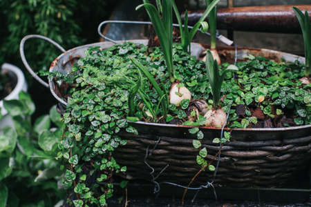 Garlic with vegetable plants growing in vegetables garden. Organic and healthy food.の写真素材