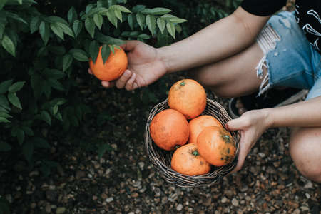 Farmer harvesting orange in an mandarin tree field. Baskets full of oranges for sale at the farmer's market on a bright, sunny morning.の写真素材
