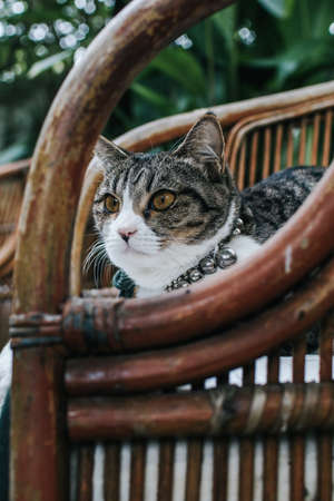 Gray Cat sitting on wooden garden chair in green back yard garden. Grey kitty. Lazy domestic pets. Warm and cozy winter holiday concept.の写真素材