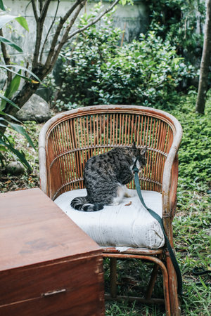 Gray Cat sitting on wooden garden chair in green back yard garden. Grey kitty. Lazy domestic pets. Warm and cozy winter holiday concept.の写真素材