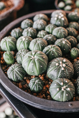 Cactus and succulent plants in many small pots on a farm under sunlight. Modern natural home...