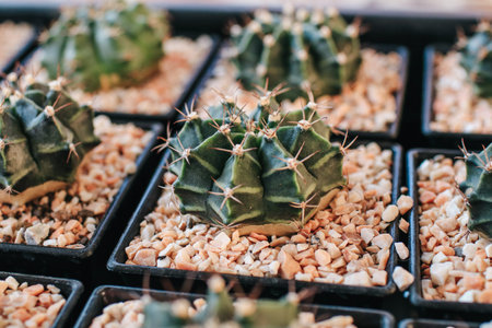 Cactus and succulent plants in many small pots on a farm under sunlight. Modern natural home miniature green corner decoration.の写真素材
