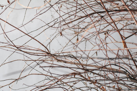 Branches of dry tree on the background of a gray rough cement wall. Birch twigs outdoors.の写真素材