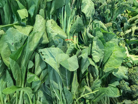 Chinese kale vegetable plant for healthy or natural food ingredient concept. Fresh green organicの写真素材