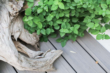 Wood floor and plant in garden decorative. Vintage color toned and copy space,a place for product display.の写真素材