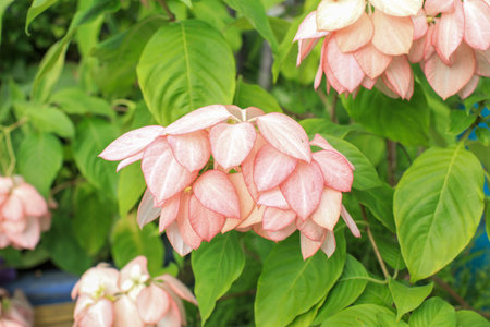 Pink Mussaenda Queen Sirikit or Peach Mussaenda is a tropical plant blooming in garden.