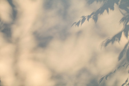 Leaves tree branch shadows and sunlight on white concrete wall texture for background and wallpaper....