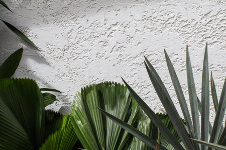 Green tropical leaves houseplant on white wall concrete background. Minimal style interior decoration. Place for text, copy spaceの写真素材