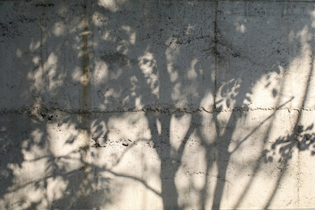Shadow of tree leave on the grunge concrete wall texture background. Sunshade shadow. Architecture Wallpaperの写真素材