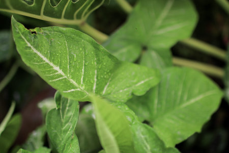 Green leaves with water drops from rain or morning dew. Nature of green leaf with rain drops in garden at summer.の写真素材