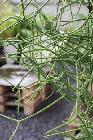 Green leaves with water drops from rain or morning dew. Nature of green leaf with rain drops in garden at summer.の写真素材