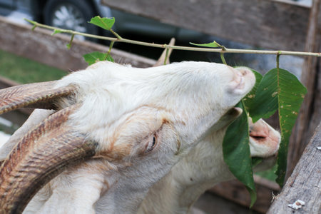 Close up goat with bunch of green lush grass on the summer meadow. Animal in nature. Goat in the farmyard is eating green grass.の写真素材