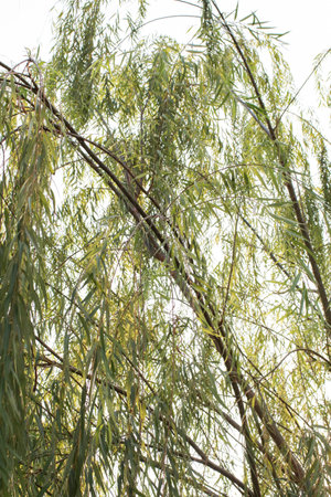 Weeping willow tree with sunlight. Green leaves with pointed leaf tips and base. under the light green leaves. Background texture.の写真素材