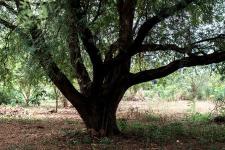 Tree trunk to green leaves of big tree in tropical forest with sunlight. Forest tree with small leaves on sunny day. Fresh environment in park.の写真素材