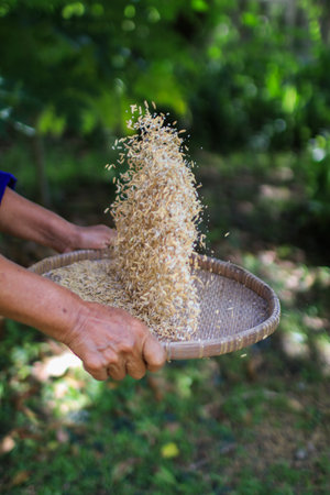Farmer Sifting rice with bamboo basket  in countryside. Rural life. wickerwork from natural materials that are handcrafted.の写真素材