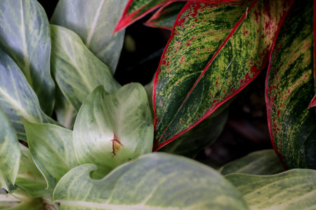 Red pink Aglaonema modestum or Chinese evergreen popular ornamental with green plant in garden. Tropical tree.の写真素材