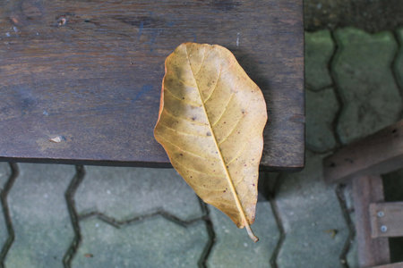 Dry yellow leave on wooden plank. Autumn vintage background. Nature background. Copy spaceの写真素材