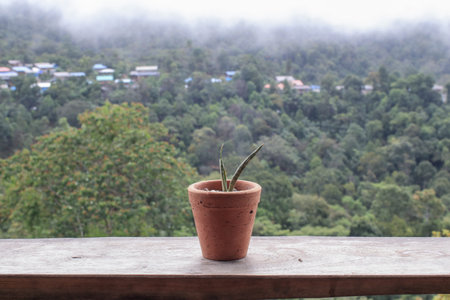 Houseplant in clay pot on wooden terrace with morning fog on mountain. Natural landscape. Ecology concept.の写真素材