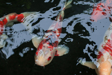 Koi fish they swim in tranquil pond. Asian Japanese wildlife landscape nature clear water.の写真素材