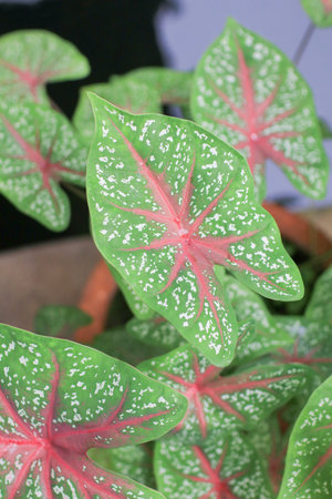 Caladium bicolor plant. It's also called Elephant ear, heart of Jesus and angel wings. Popular houseplant.の写真素材