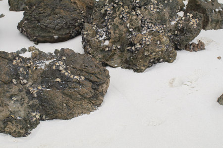 Grungy rock with fossil seashell on white sand beach. Abstract nature beach summer background.の写真素材