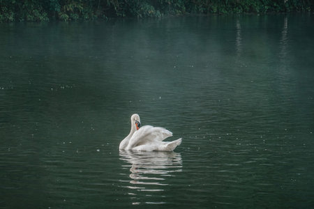 White Swan on the Lake in morning fog, summer travel. Mist rising from calm water. Autumn landscape.の写真素材