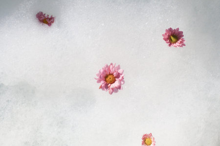 Pink flower floating on Fluffy white soap bath foam. Minimal aesthetic abstract bubbles texture...