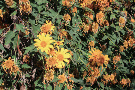 Yellow daisy flower on summer sunny day with warm sunlight. Blossom chamomile in springtime floral.