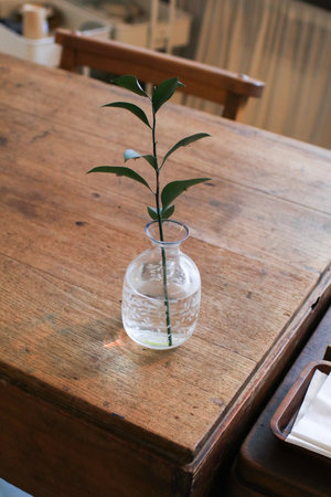 Green plant in transparent vase with natural light on wooden table. Aesthetic minimal home interior decor.の写真素材