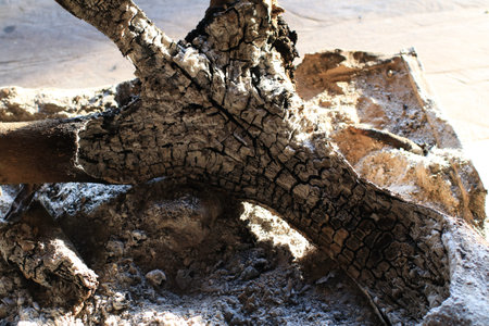 Burning bonfire Wood and Ashe bath with morning sunlight at homestay in mountain. Pieces of ember.の写真素材