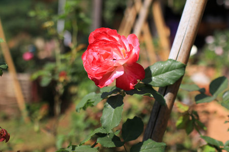 Red Double Delight Rose blooms in garden sunny spring day under sunlight on rural roadside. Beautiful botanic.の写真素材