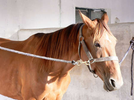The red horse which stands in stablingの写真素材