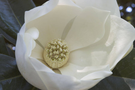 White magnoliaの写真素材