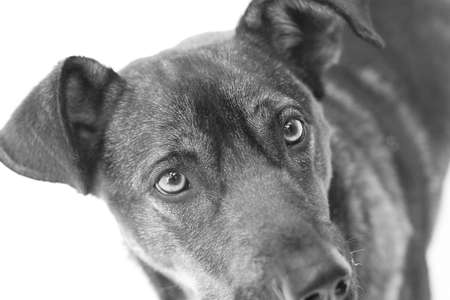 Dark dog with sad lookの写真素材