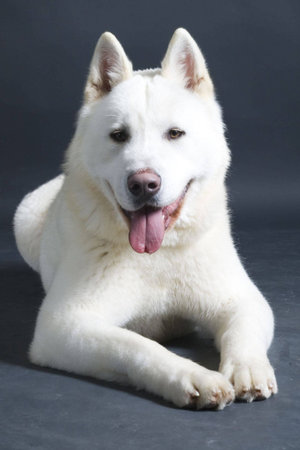 American akita dog on black backgroundの写真素材