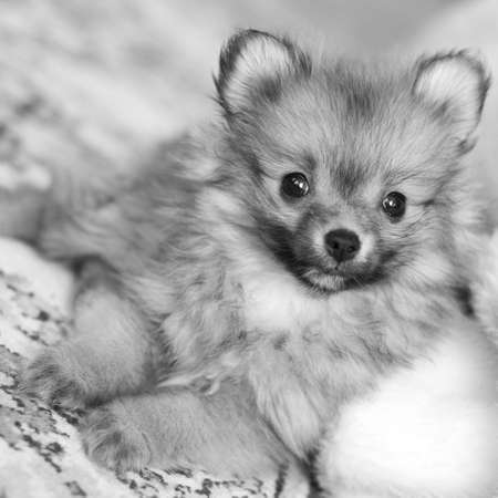Pomeranian spitz puppy with focus muzzle in w&bの写真素材