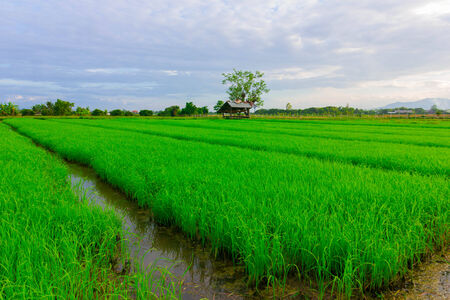 rice fieldの写真素材