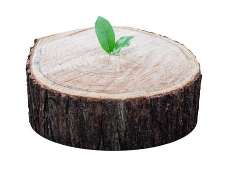 shoots on timber texture and trunk isolated on white backgroundの写真素材