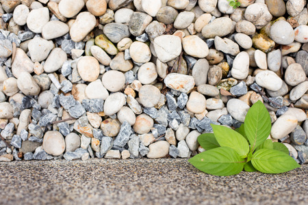Trees on stony groundの写真素材