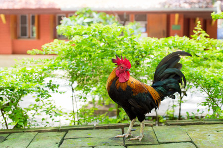bantam, Thailand 