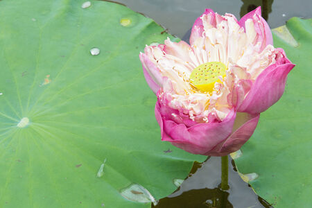 image of a lotus flower on the water の写真素材