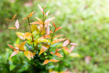 Young shoots of pine trees in the forest spring.の写真素材