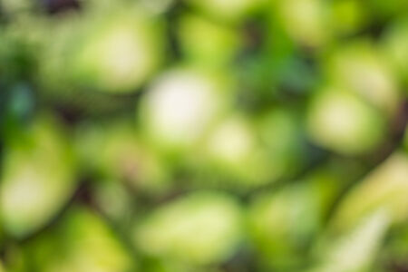 Natural green blurred backgroundの写真素材