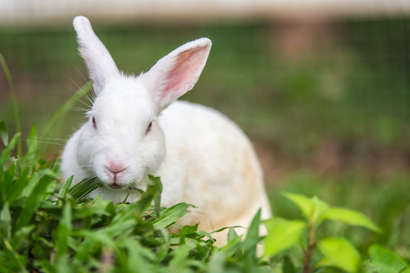 White rabbit on green grass.の写真素材