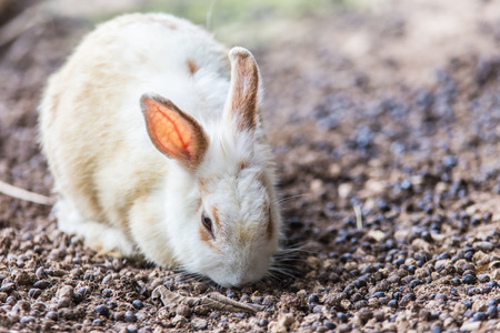 Baby rabbit in Summer day.の写真素材