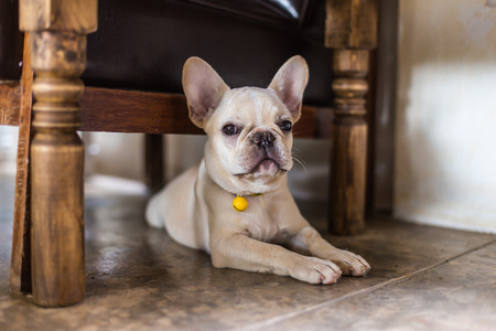 French bulldog puppy .の写真素材