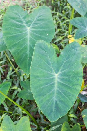 Caladium plant in a garden.の写真素材